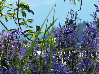 Blue Wild Flowers