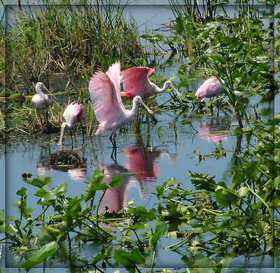 Flock of pink