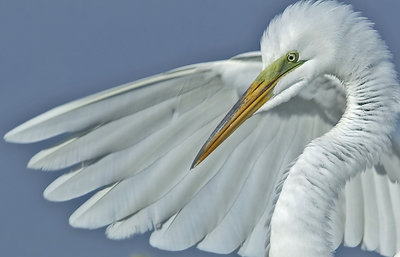 Egret Portrait