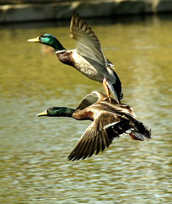 2 mallards