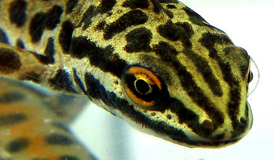 Salamander (2)