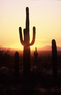 Sonoran Sunset