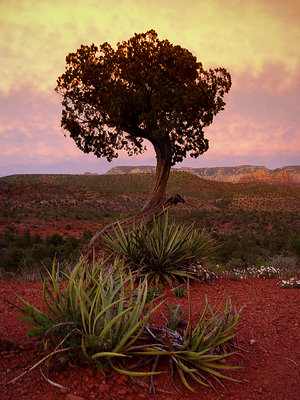 Evening with Cedar