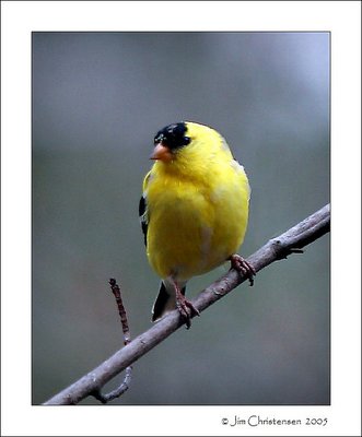 Yellow finch