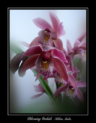 Blooming Orchids
