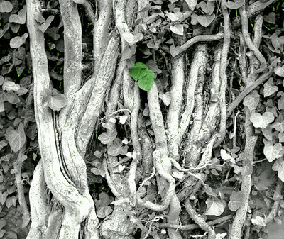 Princeton's Ivy