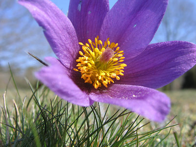 Pulsatilla vulgaris ssp.