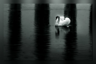 swan lake