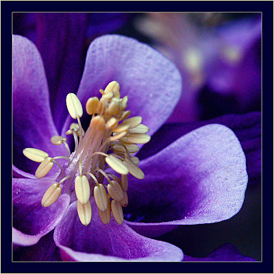 Mai makro ,,,