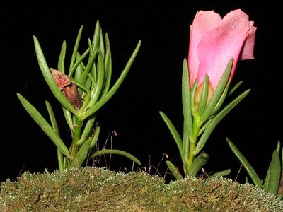 Flores a Noite