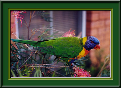 Friendly Lorikeet