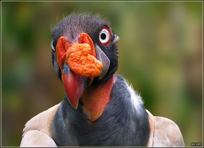 King Vulture