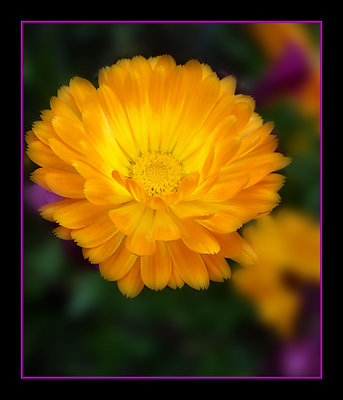 Gold Flower
