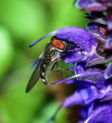 Hover Fly