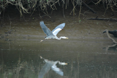 Blue heron passing through