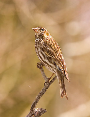 Female Cassin's Finch