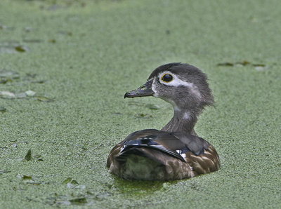 Young Wood duck
