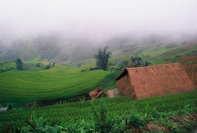 Sapa Rice Terraces