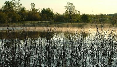 Morning Mist