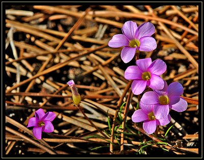 On the forest floor