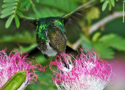 Hummingbird portrait