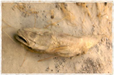 frost fish