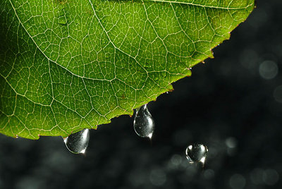 Leaf Tears