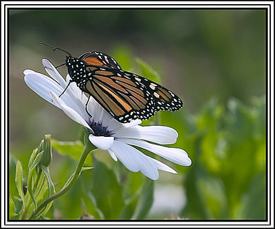 First of Spring  2005