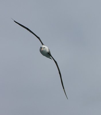 Black browed albatross