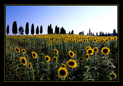 Tuscany Landscape