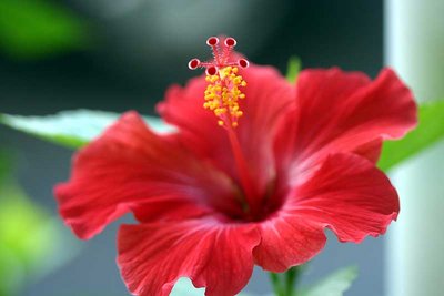 Florida Flower