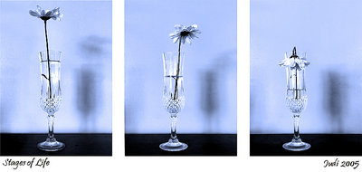 Stages of Life