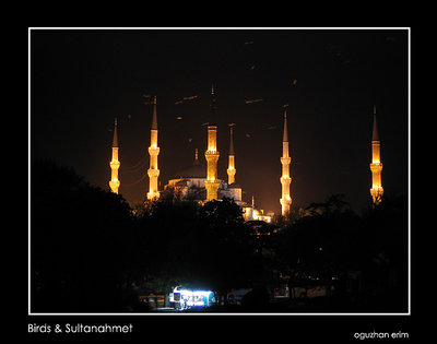 Birds & Sultanahmet