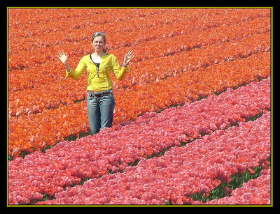 Tulip season in Netherland