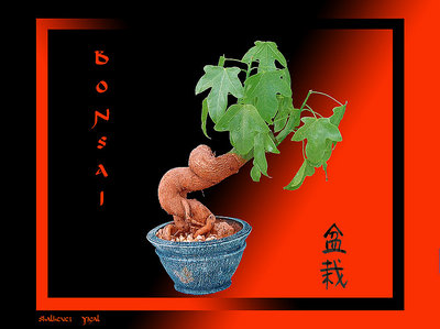 Bonsai