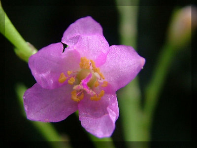 Wild flower (2)