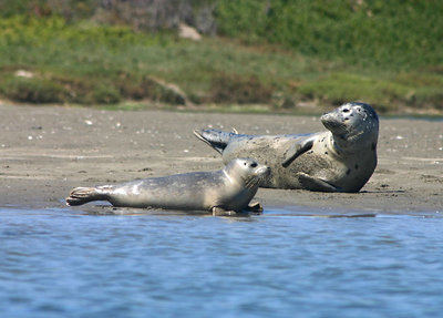 Harbor Seal and Her Baby