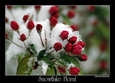 Snowflake Floral