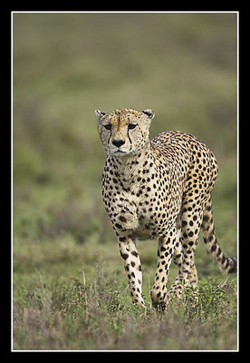 Cheetah Coming