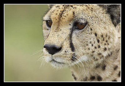 Cheetah Portrait