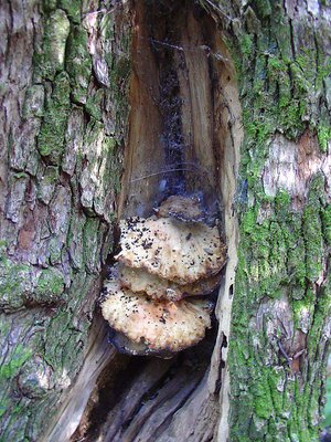 Tree Fungus