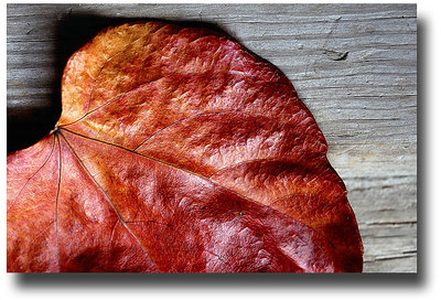 Leather or dead leaf?