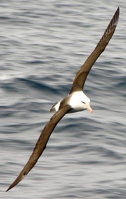 Black browed albatross #2