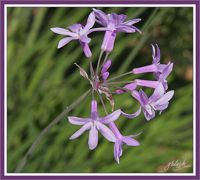 Tiny Blooms