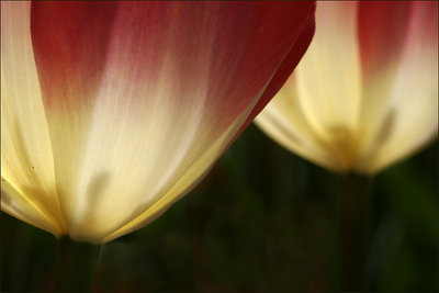 study on tulip #3