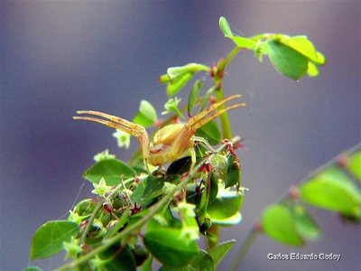 Yellow spider