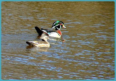 Wood Ducks