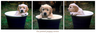 the potted puppy series