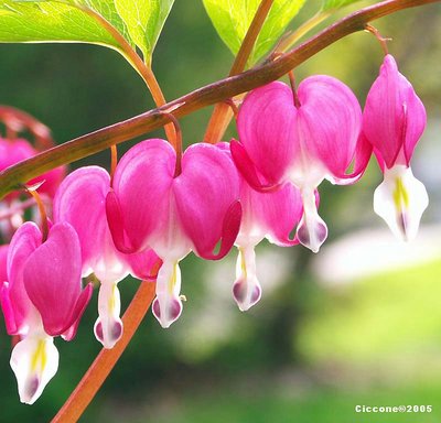 Bleeding Hearts