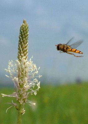 Episyrphus balteatus